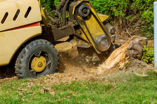 Best Tree Cutting Near Me  in Lakewood, WA